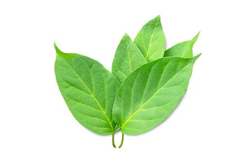 Blutforde contiene extracto de Gymnema sylvestre