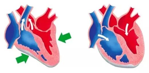 Blutforde normaliza el funcionamiento del corazón y los vasos sanguíneos. 